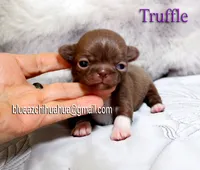 Truffle, a female Chihuahua for sale in Kingman, AZ – 4 of 5