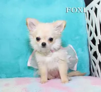 FOXI, a female Chihuahua for sale in Kingman, AZ – 2 of 10