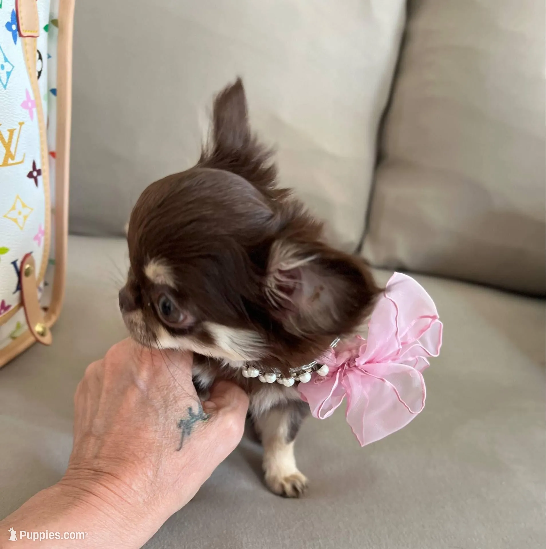 Valeria, a female Chihuahua for sale in Las Vegas, NV – Photo 4 of 7