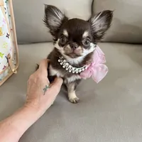 Valeria, a female Chihuahua for sale in Las Vegas, NV – Photo 5 of 7