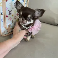 Valeria, a female Chihuahua for sale in Las Vegas, NV – Photo 7 of 7