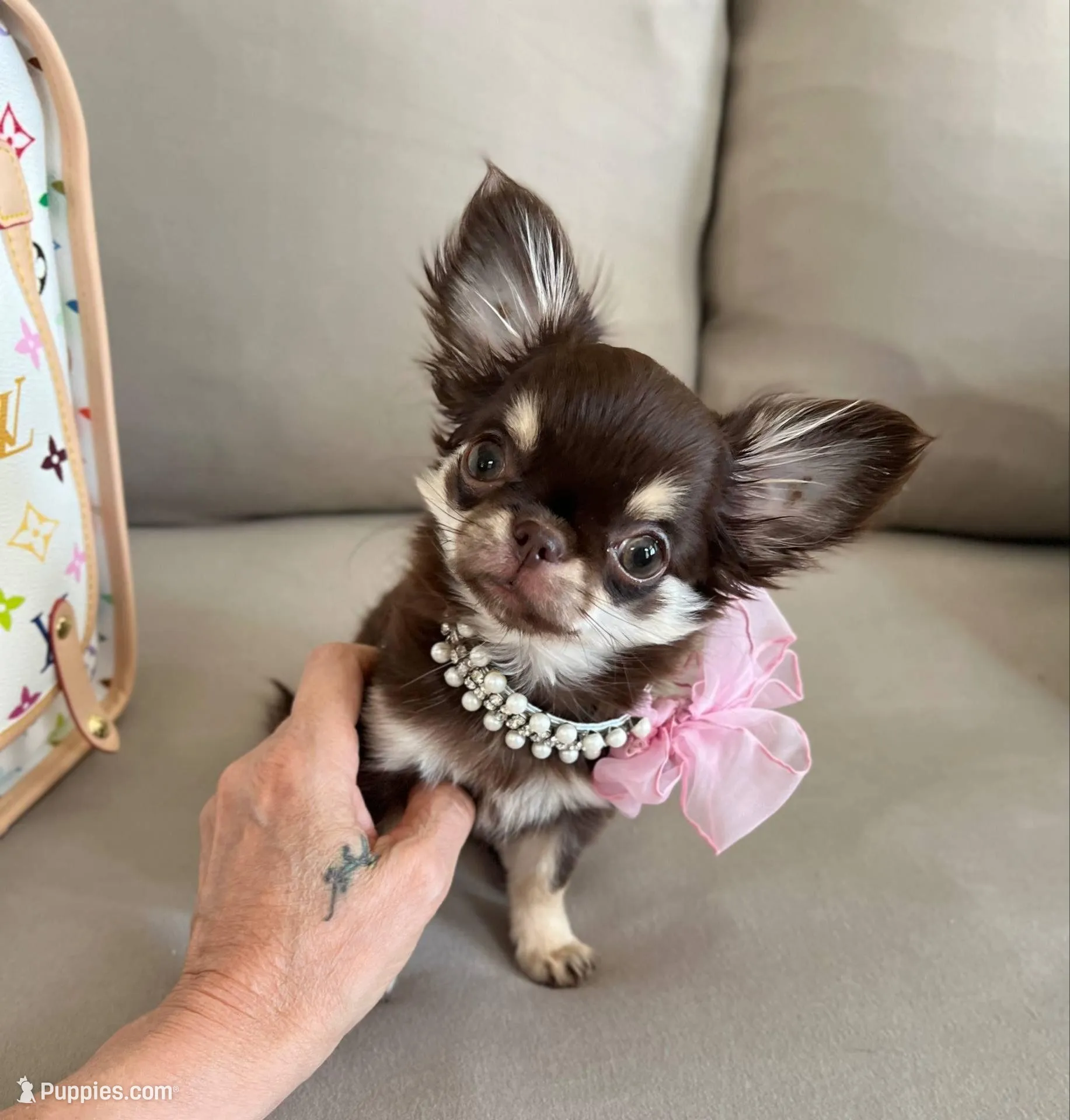 Valeria, a female Chihuahua for sale in Las Vegas, NV – Photo 1 of 7