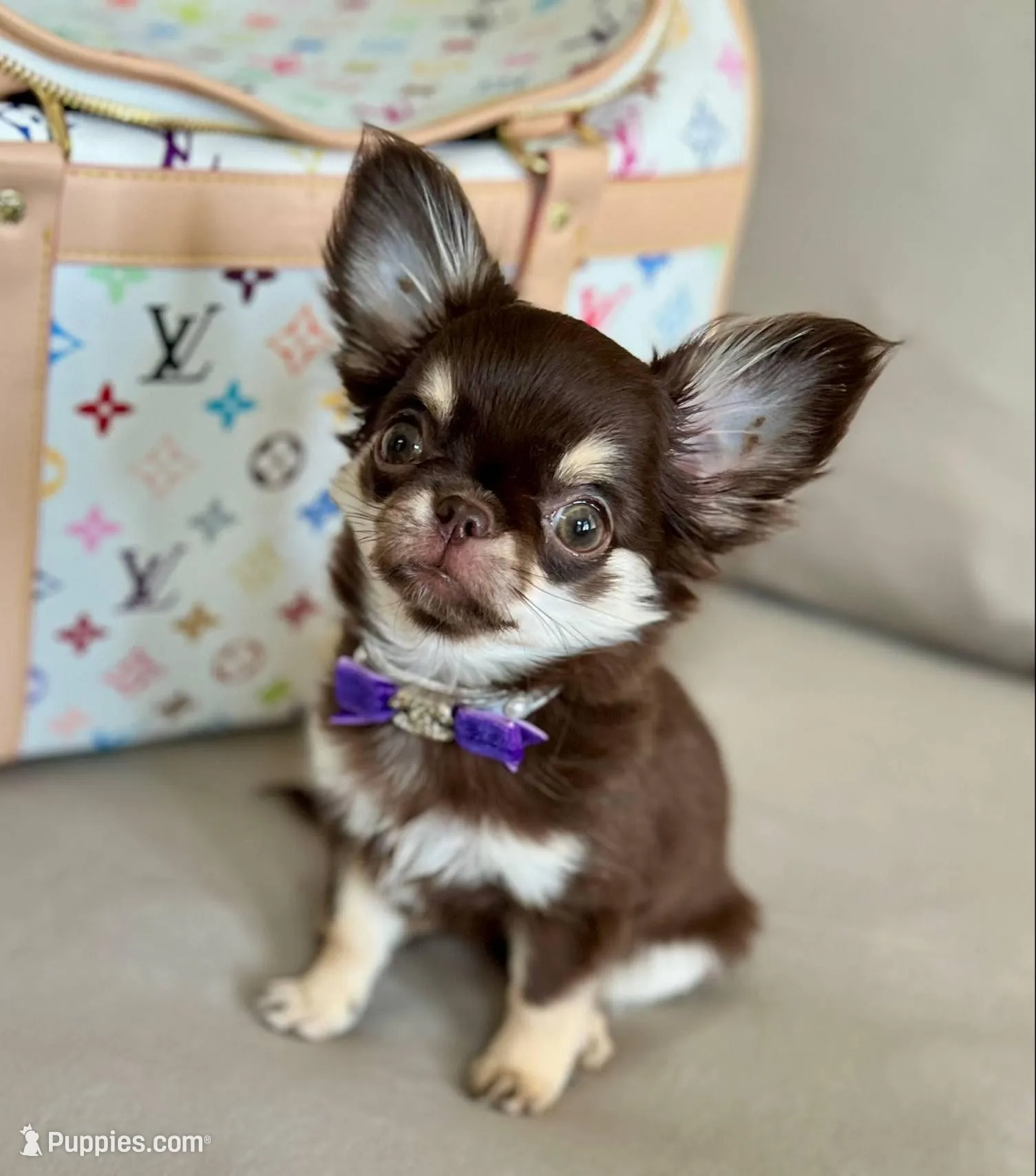 Valeria, a female Chihuahua for sale in Las Vegas, NV – Photo 2 of 7