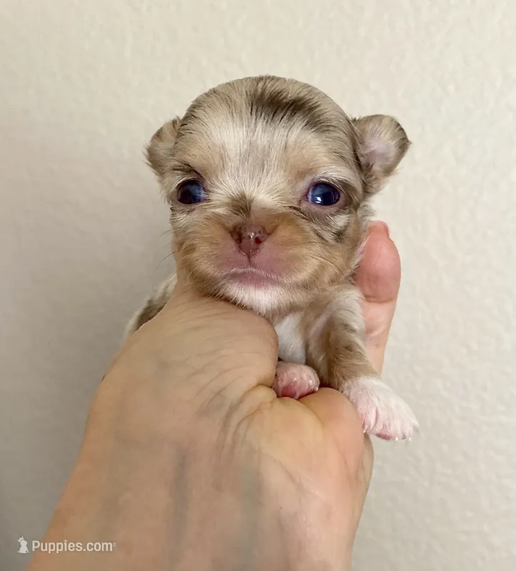 Jerry  – Chihuahua puppy for sale in Kingman, AZ