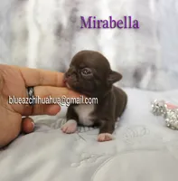 Mirabella, a female Chihuahua for sale in Kingman, AZ – 2 of 4