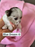 Julia, a female Chihuahua for sale in Kingman, AZ – 2 of 4