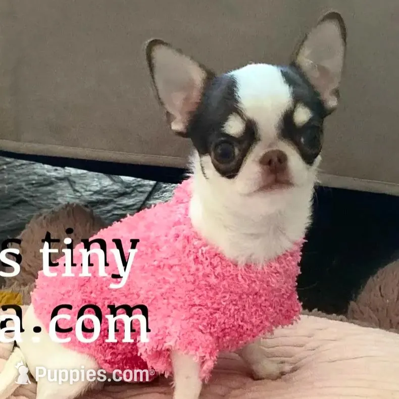 Bubble Thailand , a male Chihuahua for sale in Las Vegas, NV – Photo 5 of 5