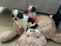 processed/b5bcae45-0389-4b1e-8f0e-bb3abb7dc693/listing/617507fc-efcf-450e-b31b-1ebb072c8a97/40374bfe-fd07-4d5f-b04c-9b3a7d0d371d