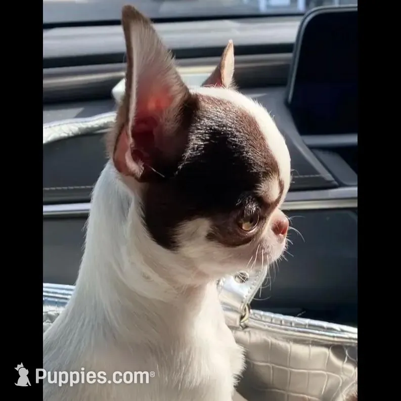 Bubble Thailand , a male Chihuahua for sale in Las Vegas, NV – Photo 2 of 5