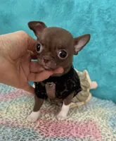 Teacup Truffle, a female Chihuahua for sale in Kingman, AZ – 4 of 10