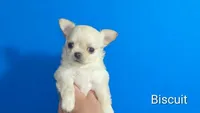 Biscuit, a male Chihuahua for sale in Kingman, AZ – 2 of 2