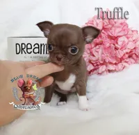 Teacup Truffle, a female Chihuahua for sale in Kingman, AZ – 10 of 10