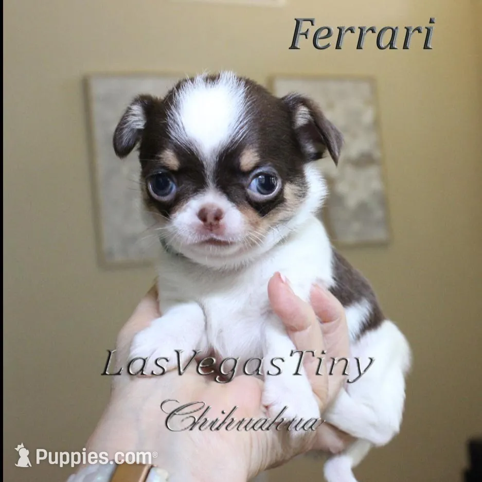 Cute Ferrari, a male Chihuahua for sale in Las Vegas, NV – Photo 7 of 7