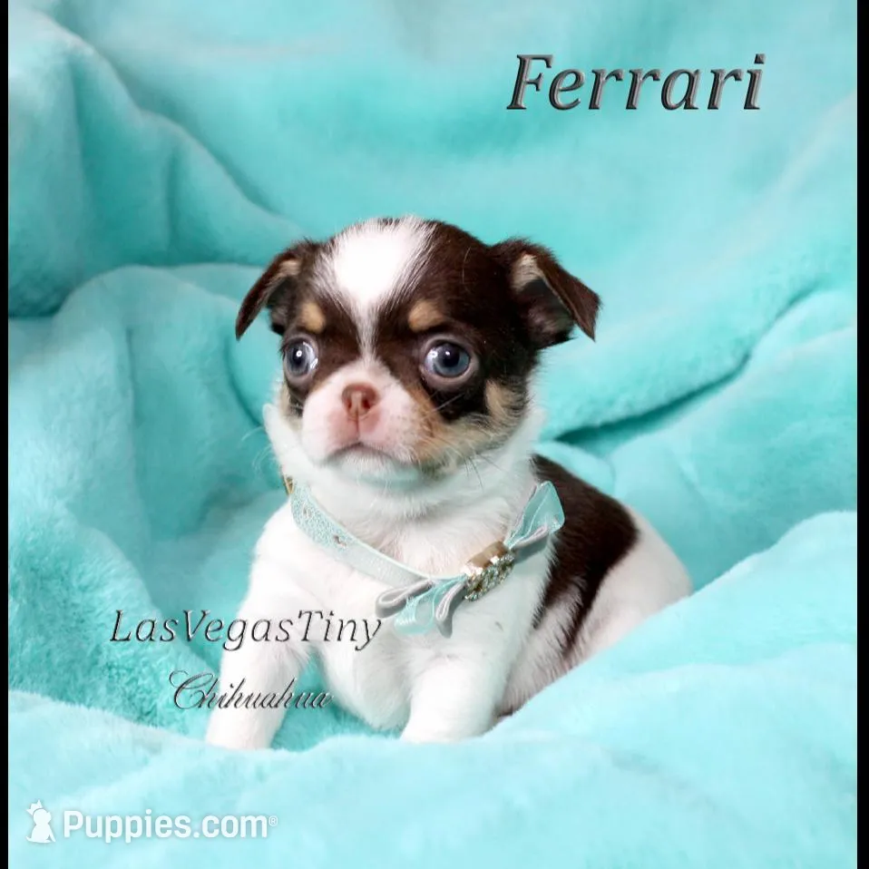 Cute Ferrari, a male Chihuahua for sale in Las Vegas, NV – Photo 5 of 7