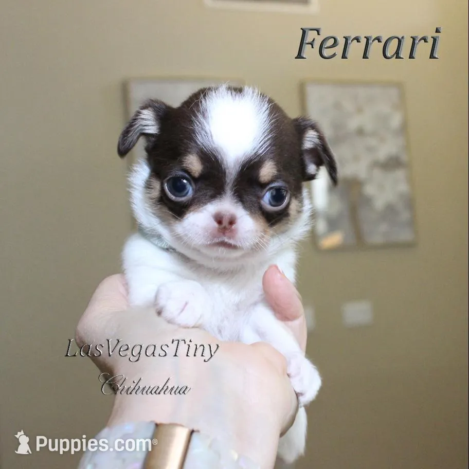 Cute Ferrari, a male Chihuahua for sale in Las Vegas, NV – Photo 3 of 7
