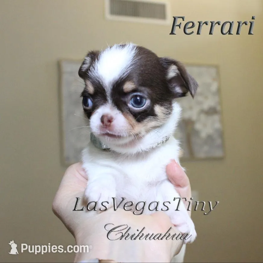 Cute Ferrari, a male Chihuahua for sale in Las Vegas, NV – Photo 2 of 7