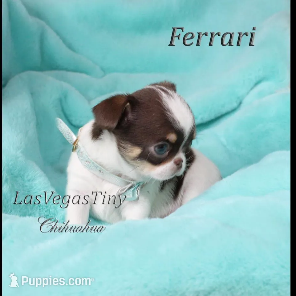Cute Ferrari, a male Chihuahua for sale in Las Vegas, NV – Photo 4 of 7