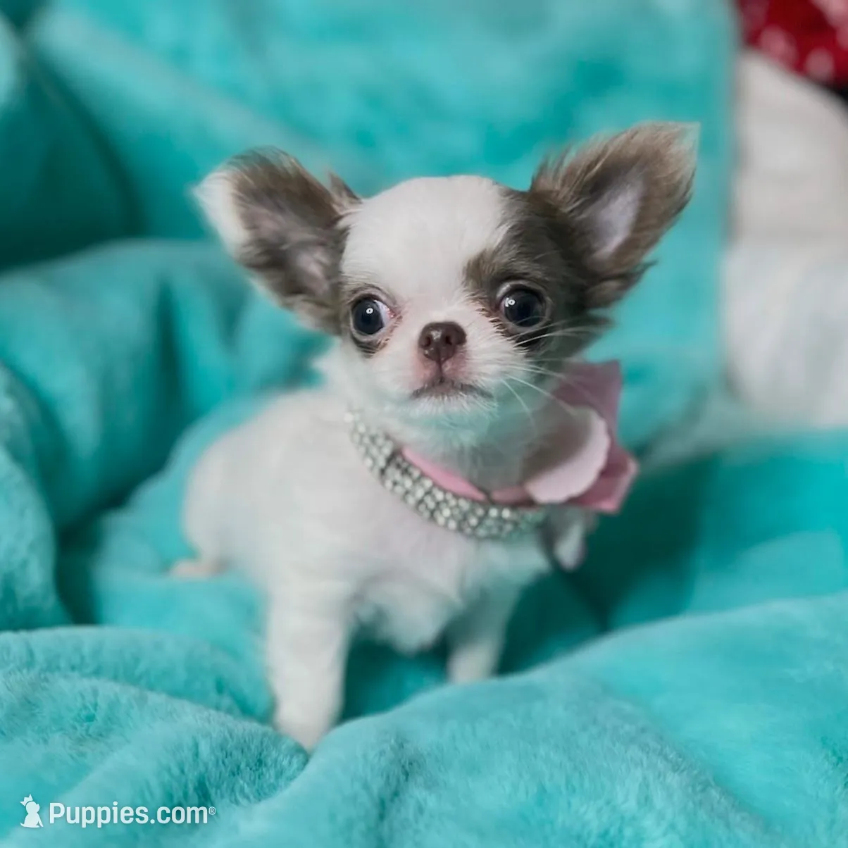 Tootsie lilac long-hair , a female Chihuahua for sale in Las Vegas, NV – Photo 6 of 10