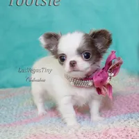 Tootsie lilac long-hair , a female Chihuahua for sale in Las Vegas, NV – Photo 9 of 10