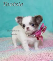 Tootsie lilac long-hair , a female Chihuahua for sale in Las Vegas, NV – Photo 6 of 7