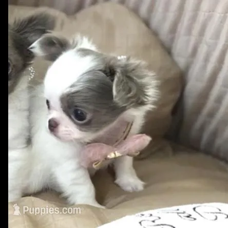 Tootsie lilac long-hair , a female Chihuahua for sale in Las Vegas, NV – Photo 2 of 7