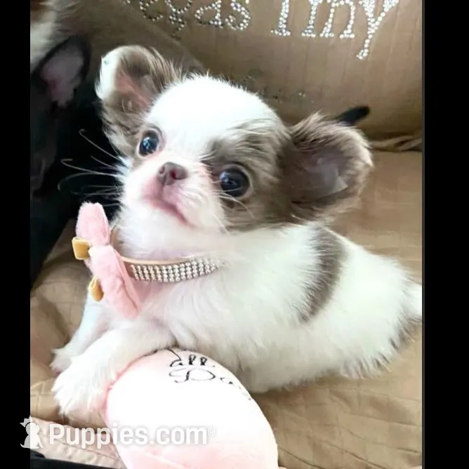 Tootsie lilac long-hair , a female Chihuahua for sale in Las Vegas, NV – Photo 7 of 7