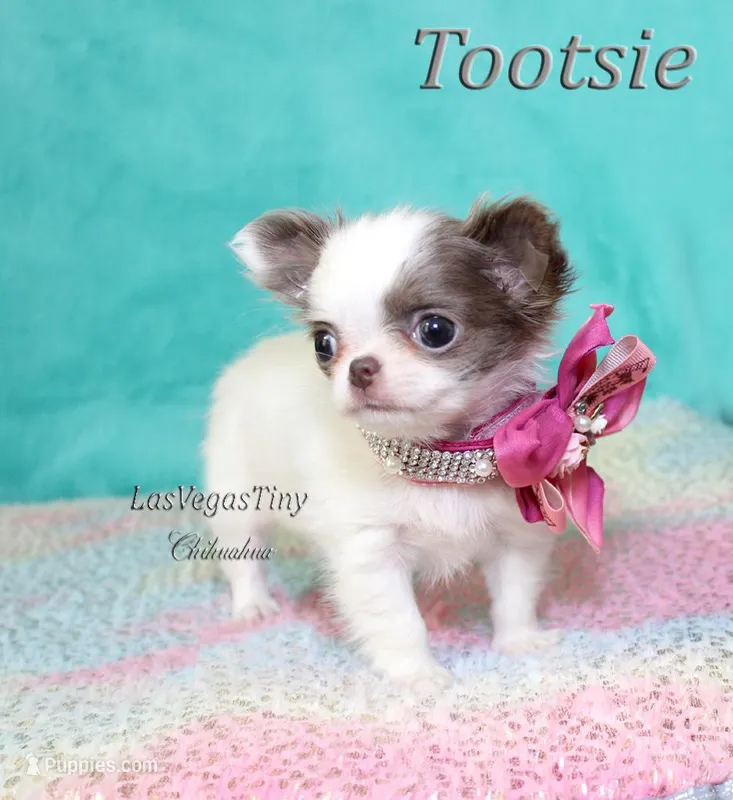 Tootsie lilac long-hair 