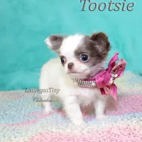 Tootsie lilac long-hair , a female Chihuahua for sale in Las Vegas, NV – Photo 4 of 10