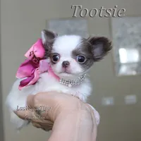 Tootsie lilac long-hair , a female Chihuahua for sale in Las Vegas, NV – Photo 7 of 10