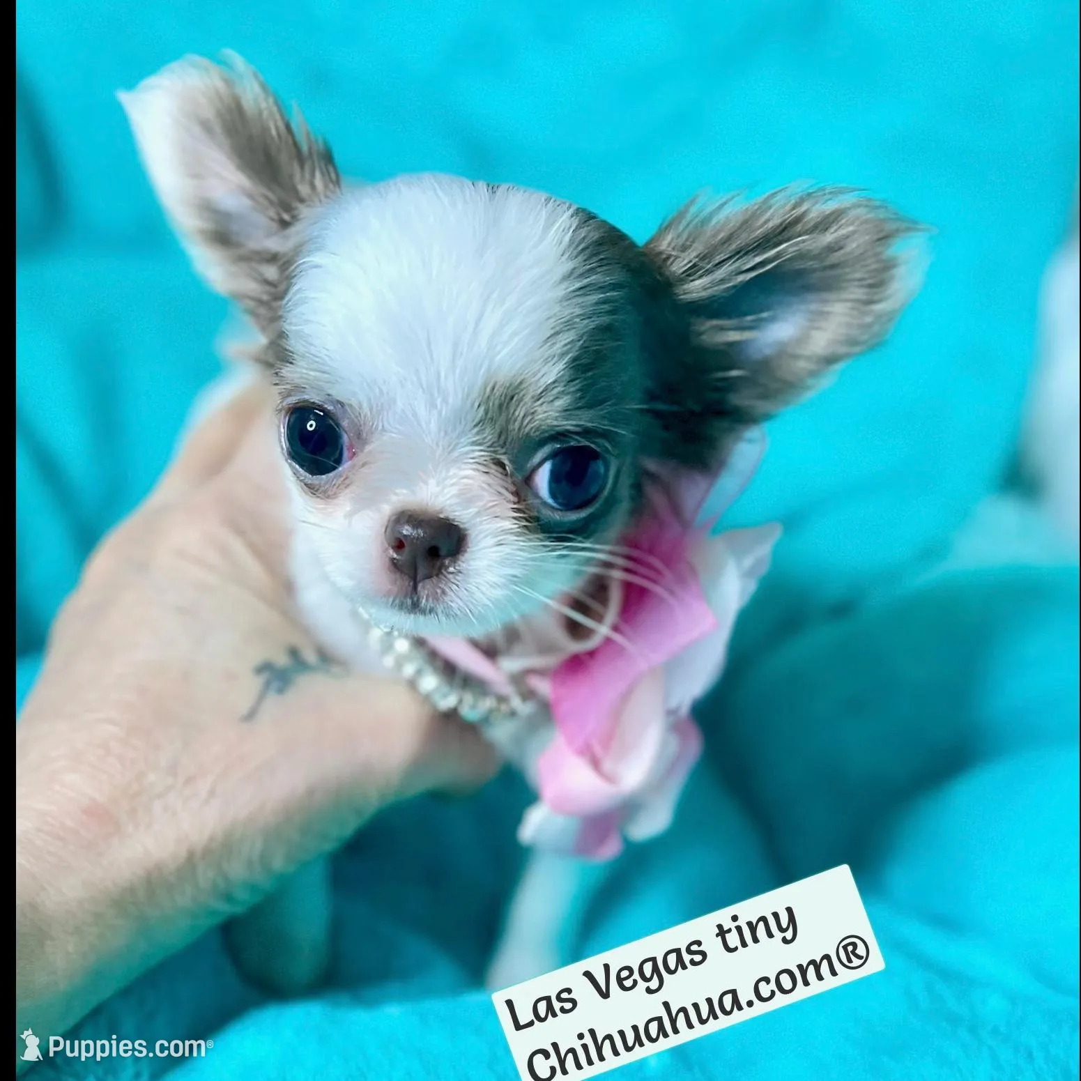 Tootsie lilac long-hair , a female Chihuahua for sale in Las Vegas, NV – Photo 3 of 10