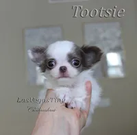 Tootsie lilac long-hair , a female Chihuahua for sale in Las Vegas, NV – Photo 3 of 7