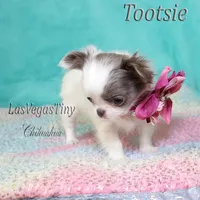 Tootsie lilac long-hair , a female Chihuahua for sale in Las Vegas, NV – Photo 8 of 10