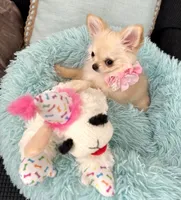 Foxy, a female Chihuahua for sale in Kingman, AZ – 3 of 4