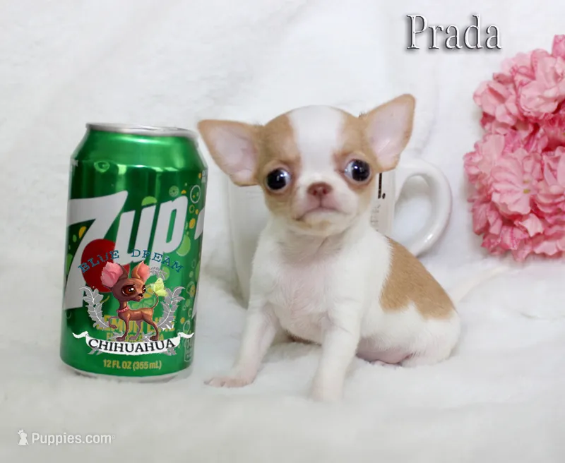 Prada – Chihuahua puppy on hold in Kingman, AZ