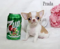 Prada, a female Chihuahua for sale in Kingman, AZ – 1 of 9