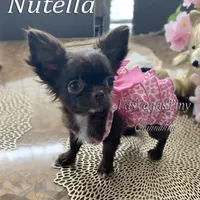 tiny Nika   chocolate, a female Chihuahua for sale in Las Vegas, NV – Photo 9 of 10