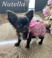 tiny Nika   chocolate, a female Chihuahua for sale in Las Vegas, NV – Photo 9 of 10