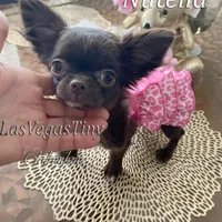 tiny Nika   chocolate, a female Chihuahua for sale in Las Vegas, NV – Photo 4 of 10