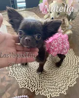 tiny Nika   chocolate, a female Chihuahua for sale in Las Vegas, NV – Photo 4 of 10