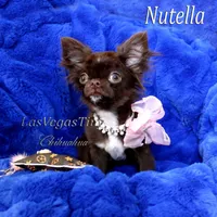 tiny Nika   chocolate, a female Chihuahua for sale in Las Vegas, NV – Photo 7 of 10