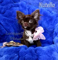 tiny Nika   chocolate, a female Chihuahua for sale in Las Vegas, NV – Photo 7 of 10