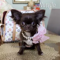 tiny Nika   chocolate, a female Chihuahua for sale in Las Vegas, NV – Photo 1 of 10