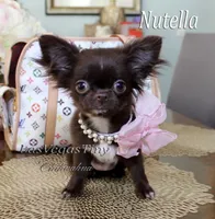 tiny Nika   chocolate, a female Chihuahua for sale in Las Vegas, NV – Photo 1 of 10