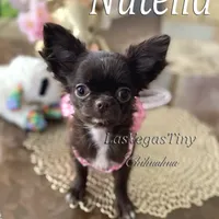 tiny Nika   chocolate, a female Chihuahua for sale in Las Vegas, NV – Photo 2 of 10