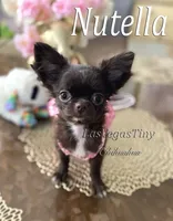 tiny Nika   chocolate, a female Chihuahua for sale in Las Vegas, NV – Photo 2 of 10