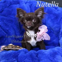 tiny Nika   chocolate, a female Chihuahua for sale in Las Vegas, NV – Photo 6 of 10