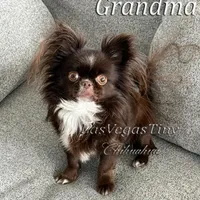 tiny Nika   chocolate, a female Chihuahua for sale in Las Vegas, NV – Photo 10 of 10