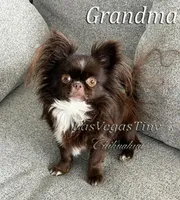 tiny Nika   chocolate, a female Chihuahua for sale in Las Vegas, NV – Photo 10 of 10