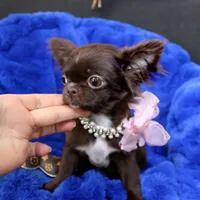 tiny Nika   chocolate, a female Chihuahua for sale in Las Vegas, NV – Photo 8 of 10