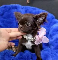 tiny Nika   chocolate, a female Chihuahua for sale in Las Vegas, NV – Photo 8 of 10